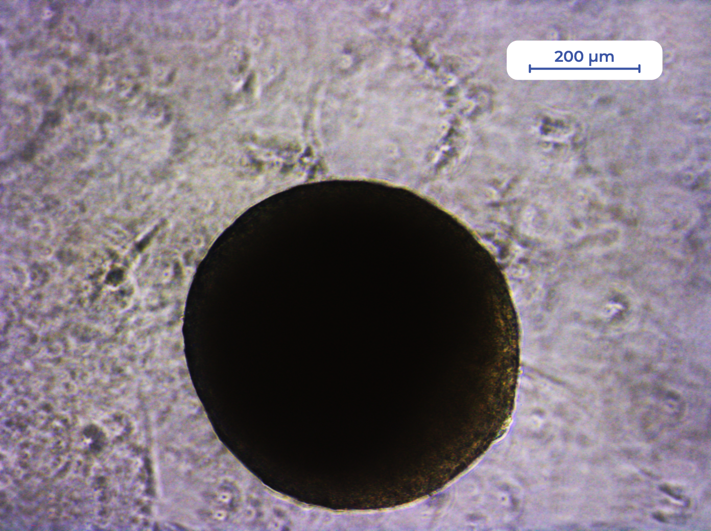 IST_hDF-spheroids_1