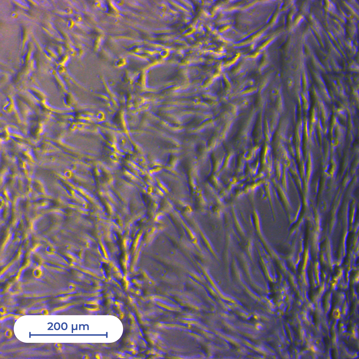 IST_ourlabs-humancell