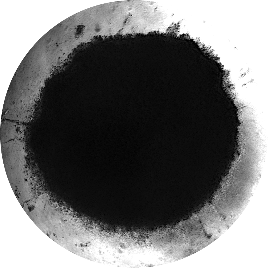 ISurCell_Single Spheroid
